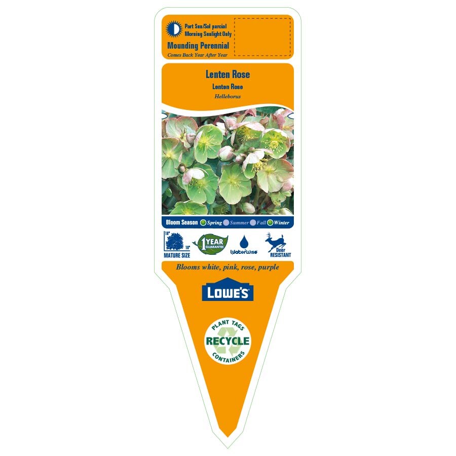 Lowe's NURSERY perennials - View #2