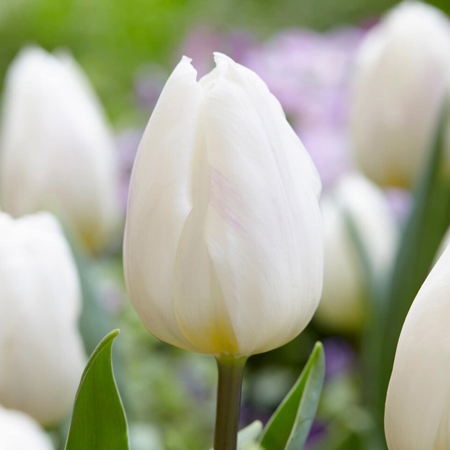 Garden State Bulb ECF-126-100-04 White White Flag Triumph Tulip Bulbs 100 Count