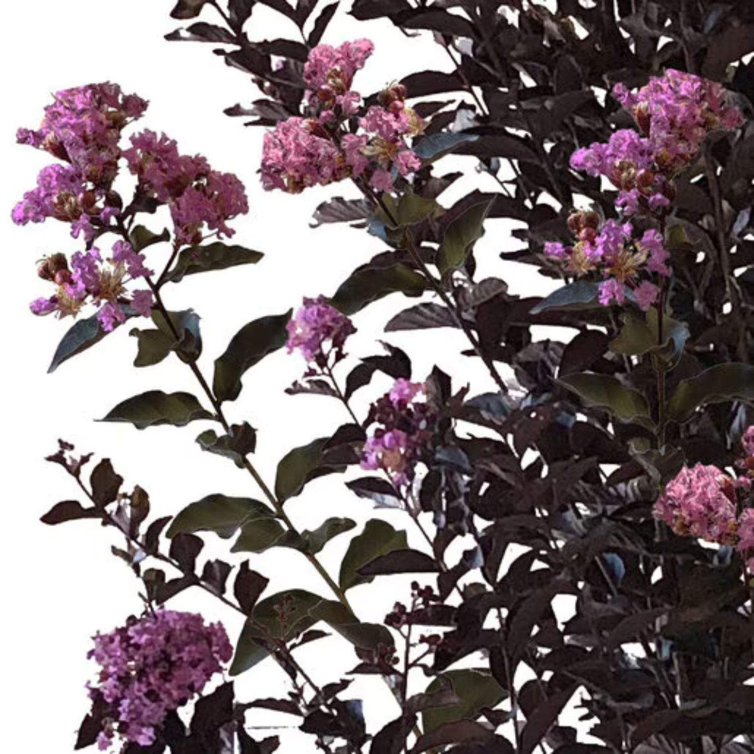 Southern Planters CRMLSK03G trees - View #3