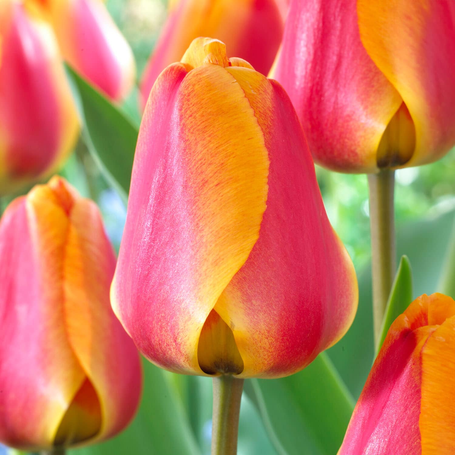Garden State Bulb ECF-87-50-02 Coral Darwin Hybrid Apeldoorn's Elite Tulip Bulbs 50 Count