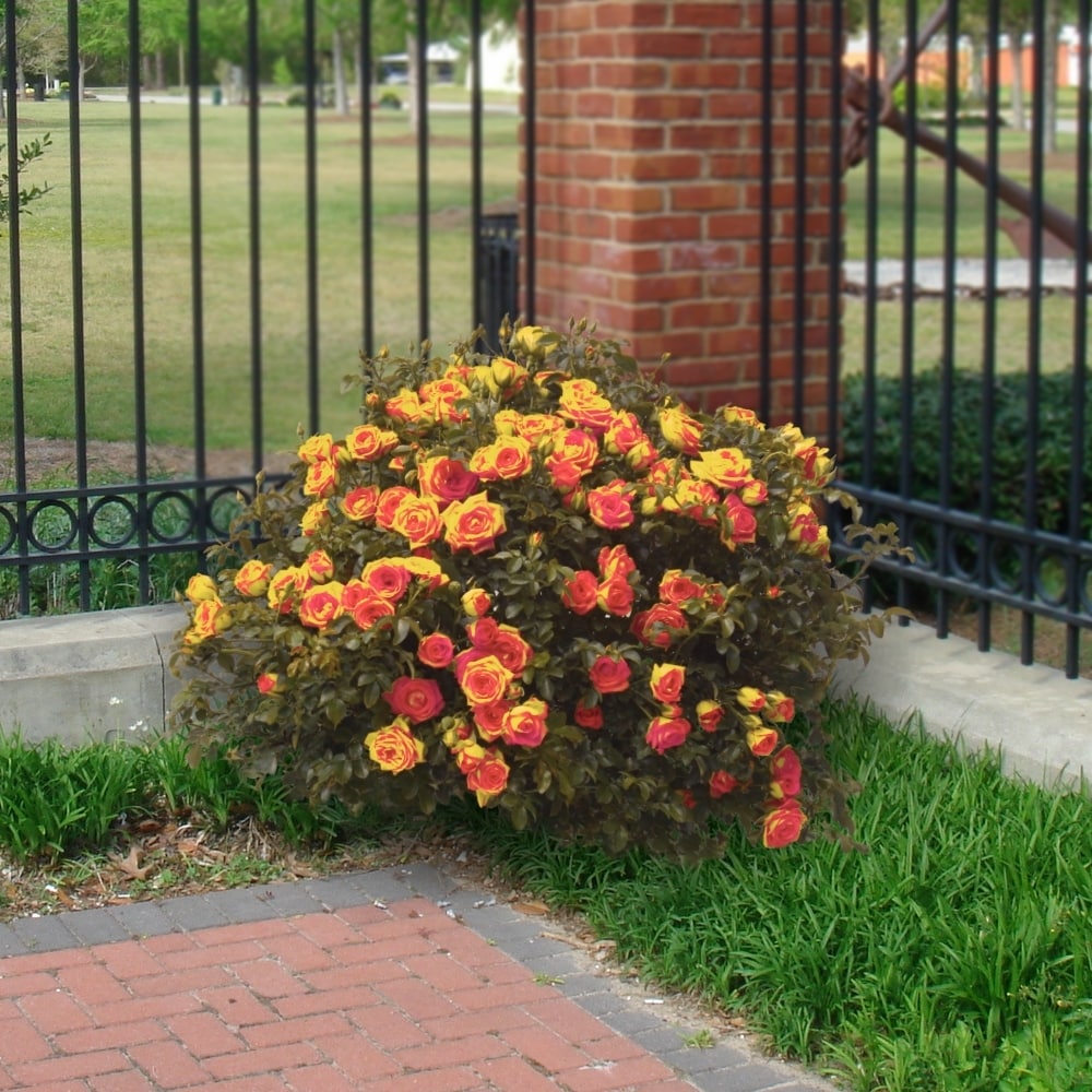 National Plant Network LW1606 roses - View #2