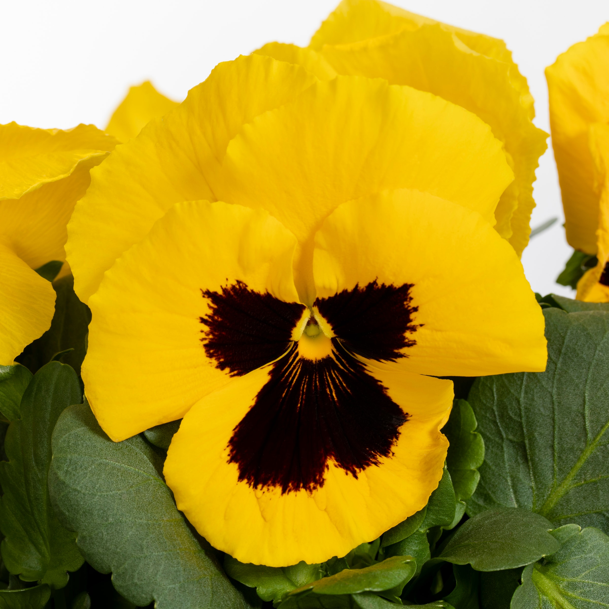 Lowe's Multicolor Pansy in 2.5-Quart Pot in the Annuals department