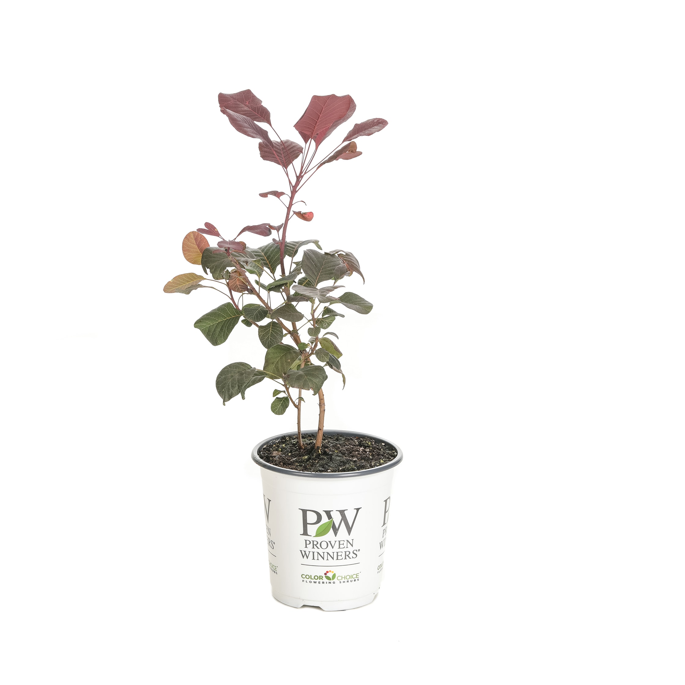 Proven Winners COTPRC1027800 shrubs - View #2