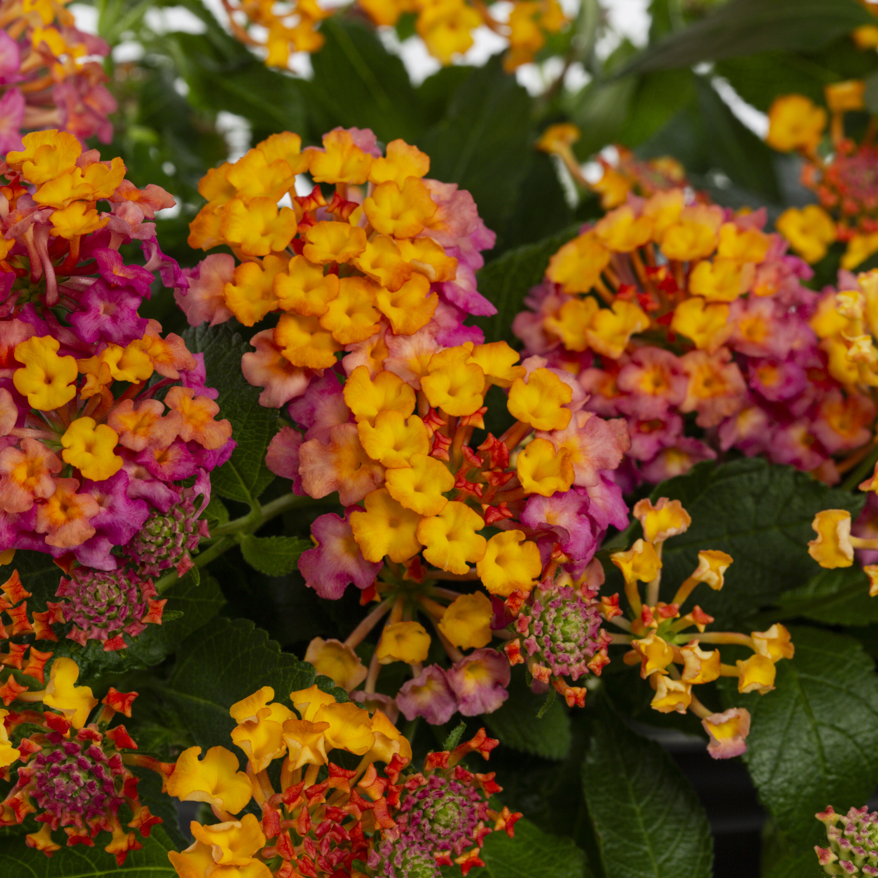 Metrolina Greenhouses 79617 Multicolor Lantana in 1.5-Gallon Hanging Basket