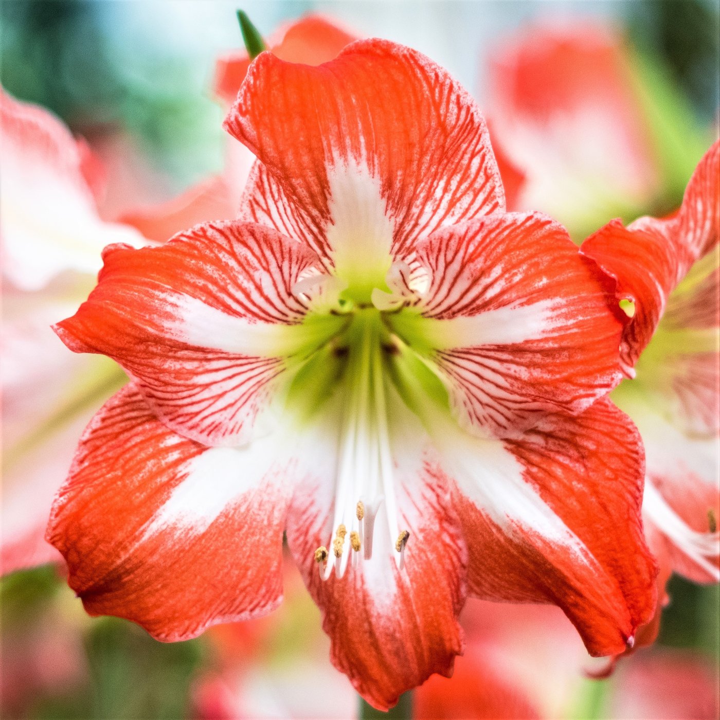 Daylily Nursery 22043 Red Amaryllis Plant in 2 -Pack Bareroot 2 -Pack