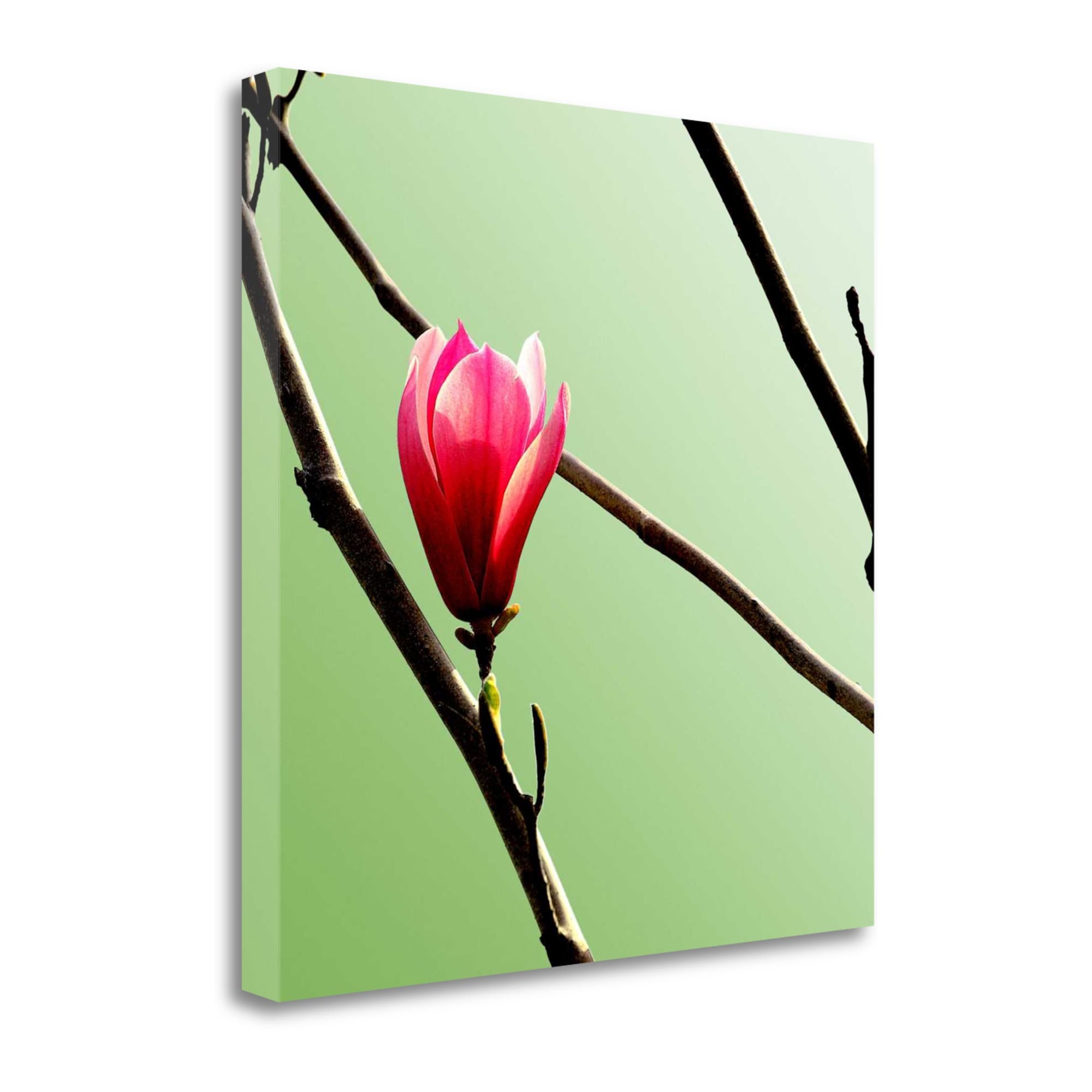 Tangletown Fine Art ICP953D-3535C Tulip Tree 3 Photoinc Studio 35-in H x 35-in W Floral Print on Canvas