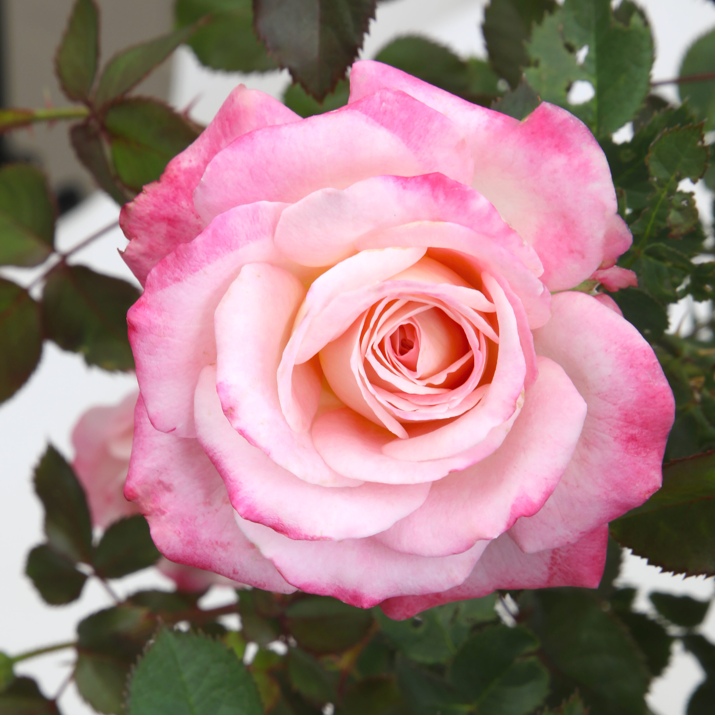 Altman Plants 0881517 roses - View #2