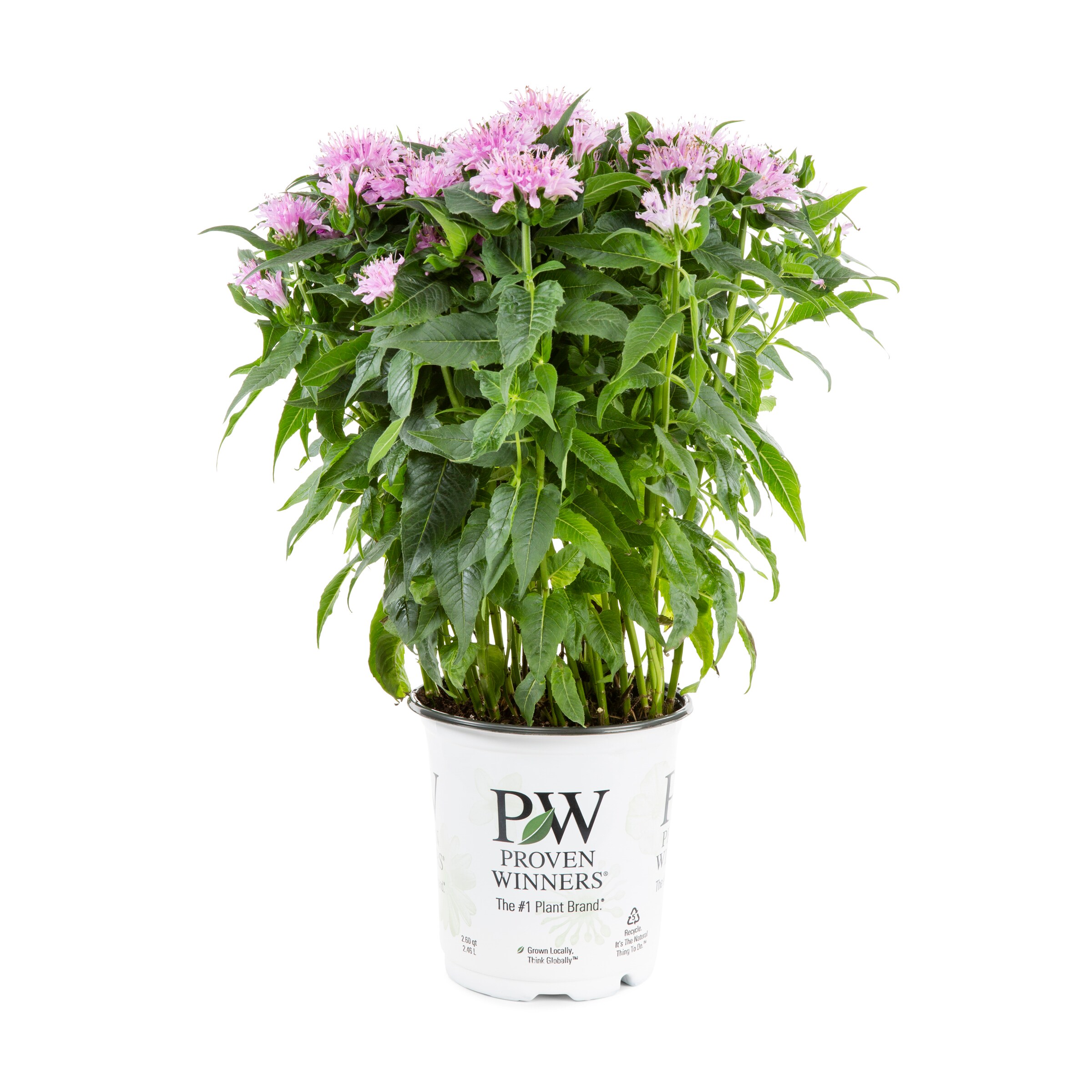 Proven Winners NURSERY perennials - View #5