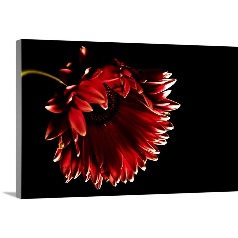 GreatBigCanvas Red gerber daisy with black back 16-in H x 24-in W ...