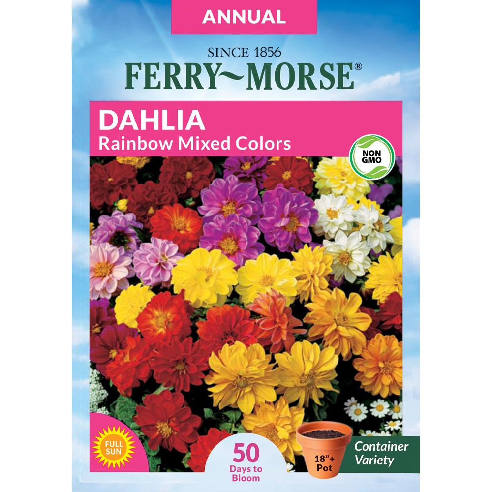 ferry-morse dahlia rainbow mixed colors flower seeds (seed packet