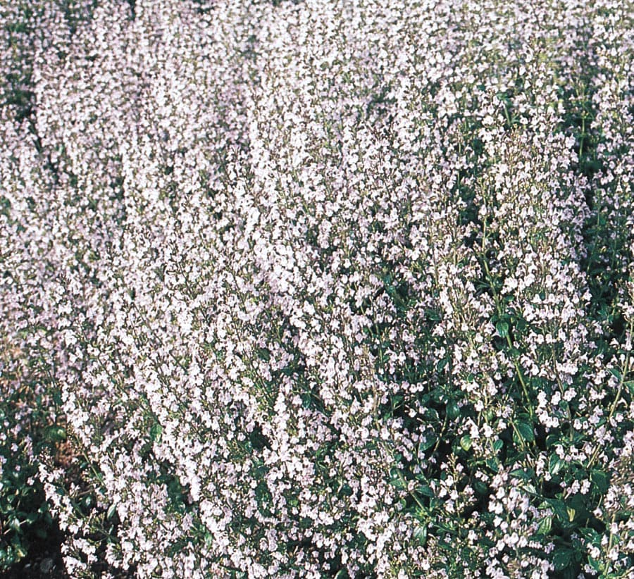 Blue Flower Cat Mint Plants, Bulbs & Seeds Near Me at Lowes.com