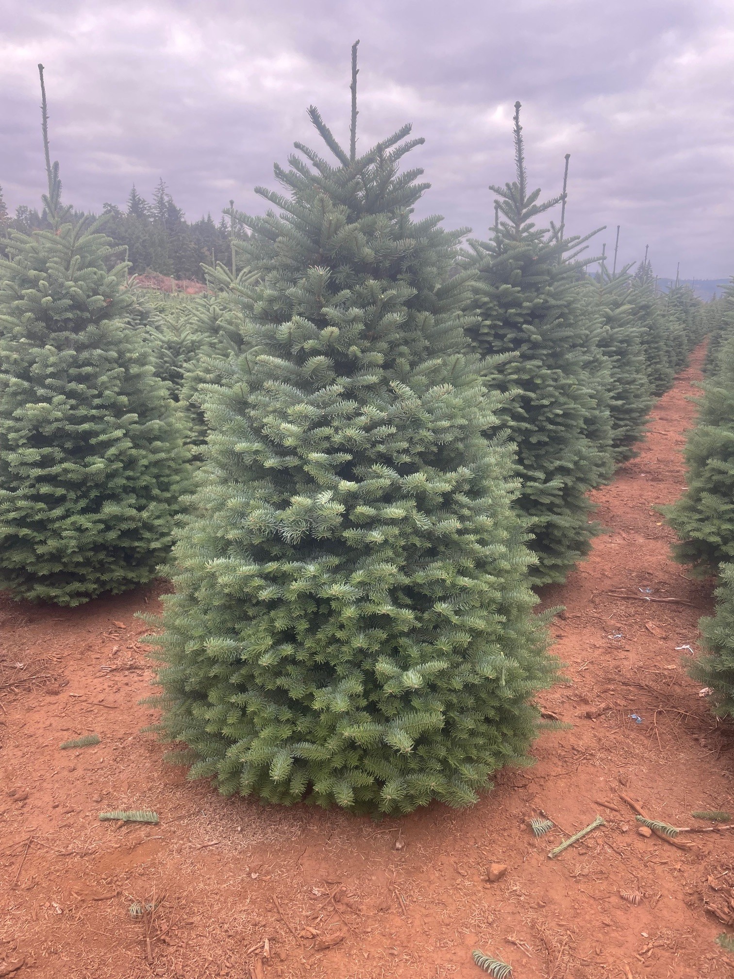 Holiday Living 400001847022 Fresh-Christmas-Trees - View #3
