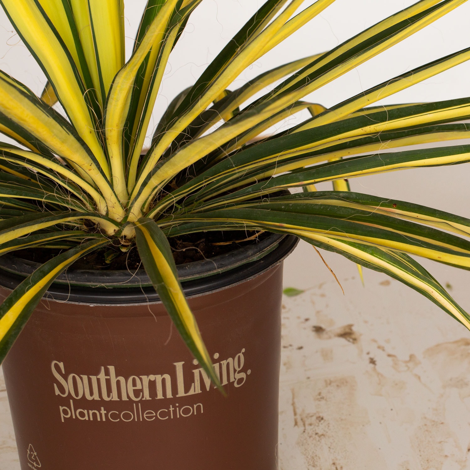 Southern Living Plant Collection 58382SL-1 shrubs - View #4