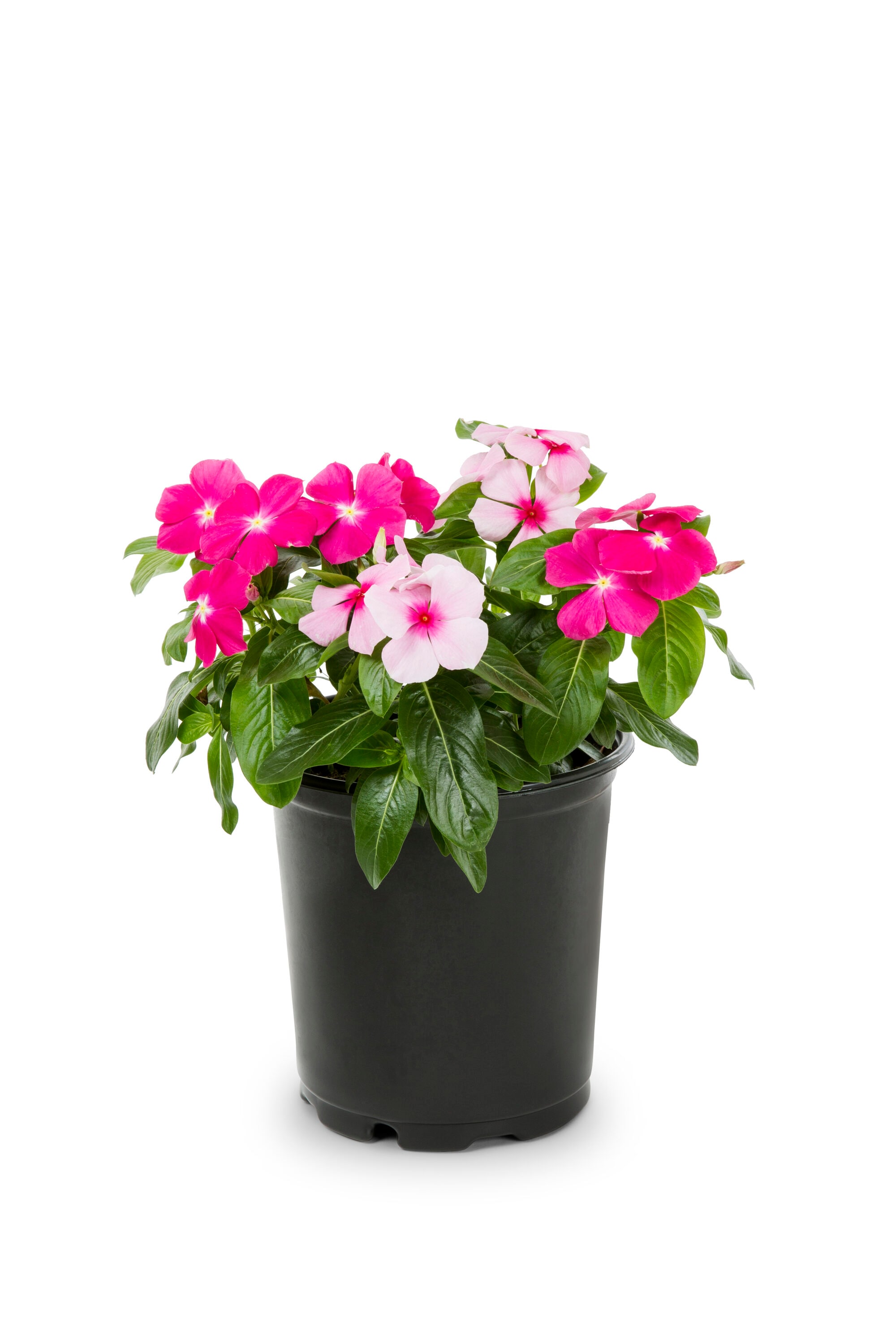 Metrolina Greenhouses Multicolor Vinca in 2.5-Quart Pot 3-Pack in the ...