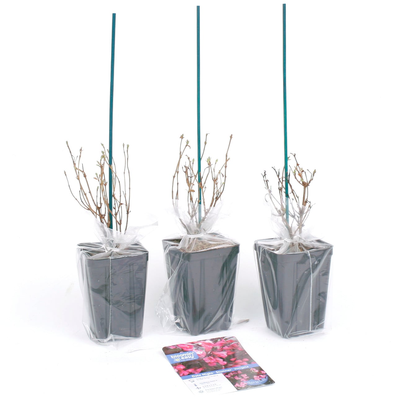 Van Zyverden 82930 Plant-Bulbs - View #7