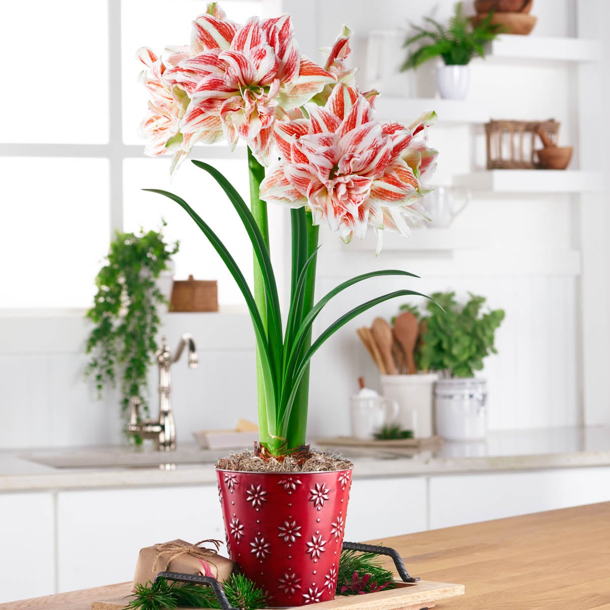 Annual Dancing Queen Pink and White Flowering Amaryllis Bulb Gift Kit ...