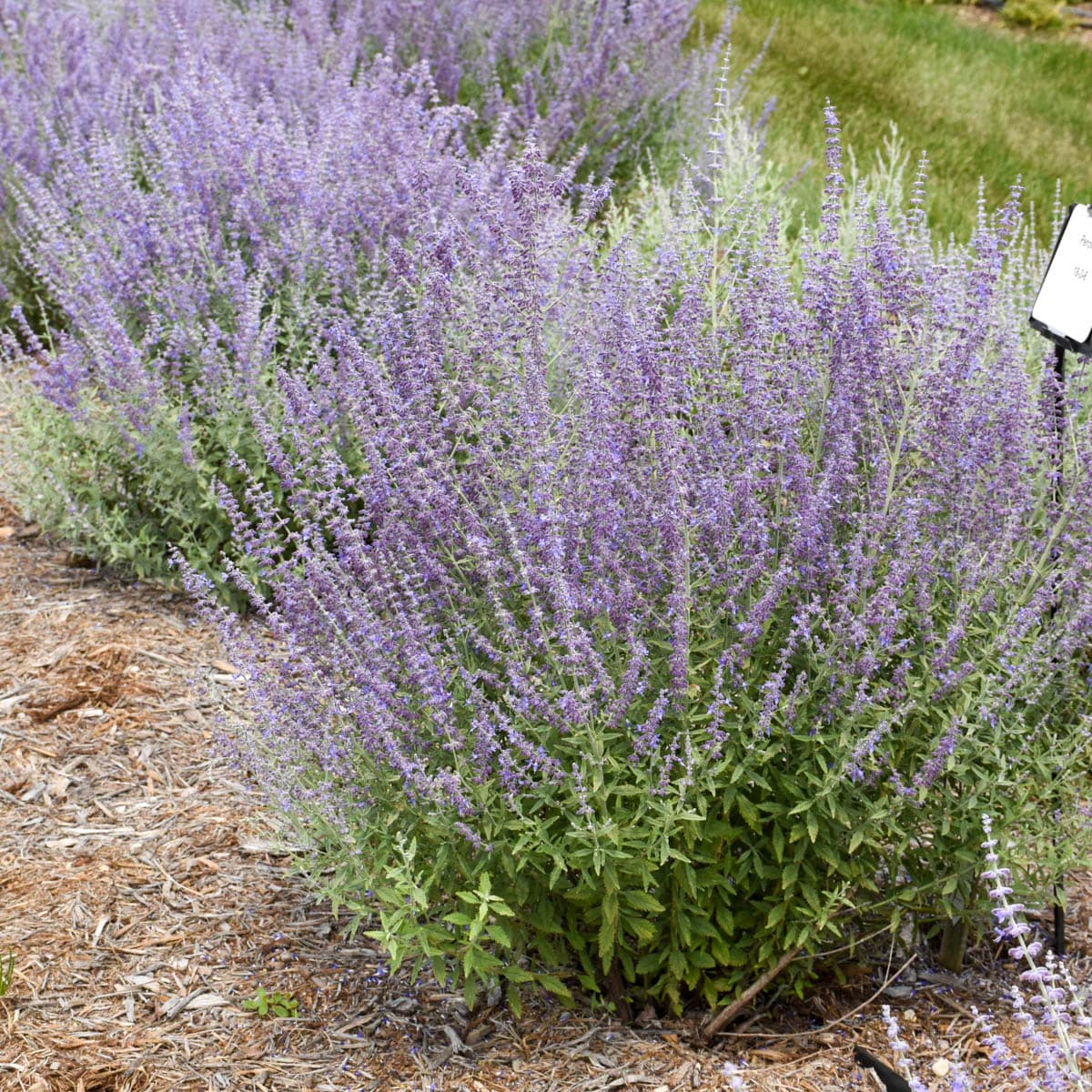 Spring Hill Nurseries Blue Flowering Little Spires Russian Sage Plant ...