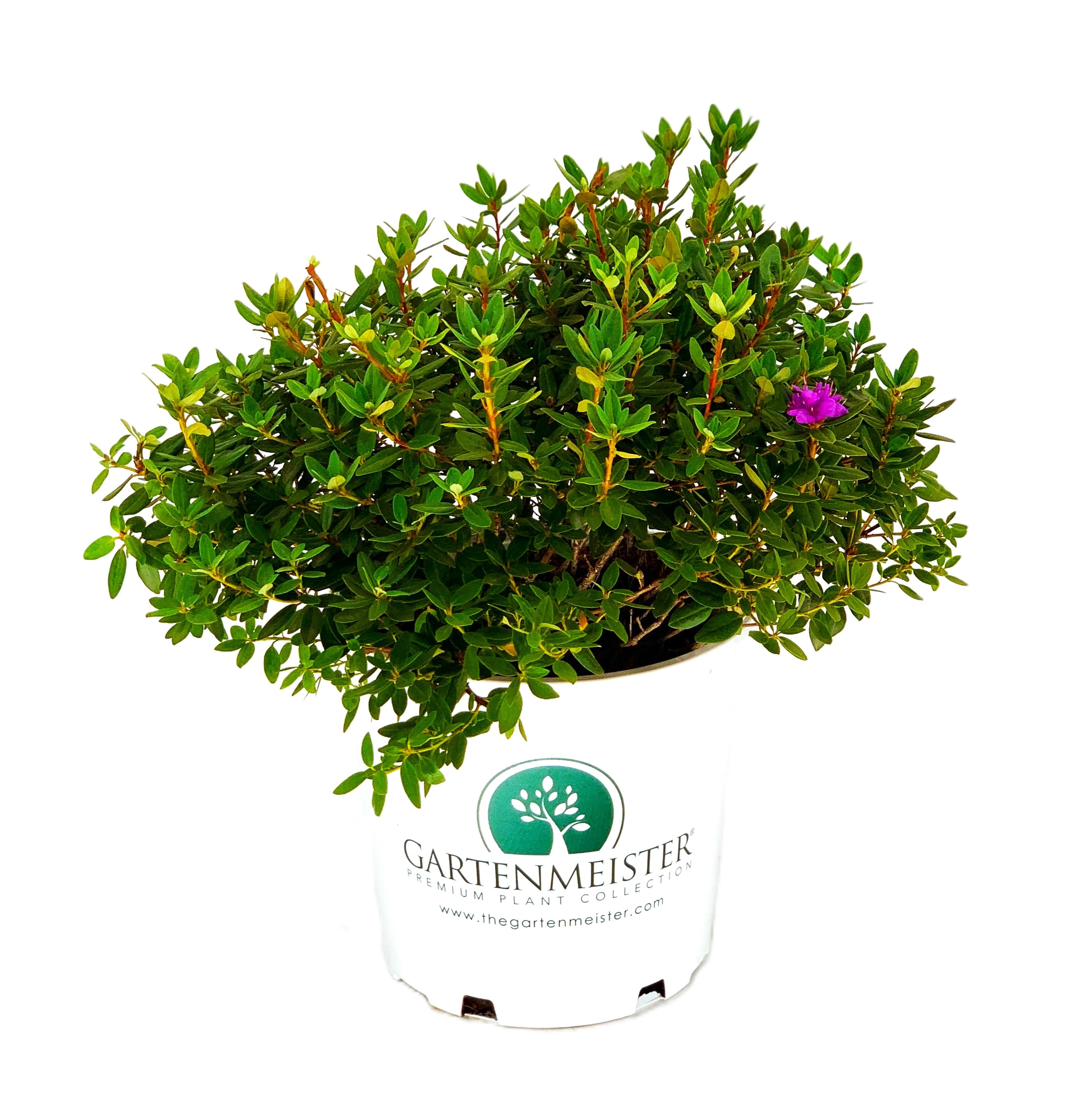  O754002 1.5 Gal. Rhododendron Ramapo Flowering Shrub in 1.5 -Gallon Pot 1 -Pack with Purple Blooms