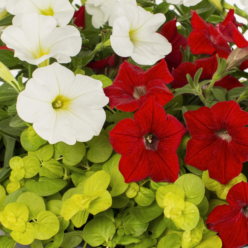 Ready Refill NURSERY annuals - View #2