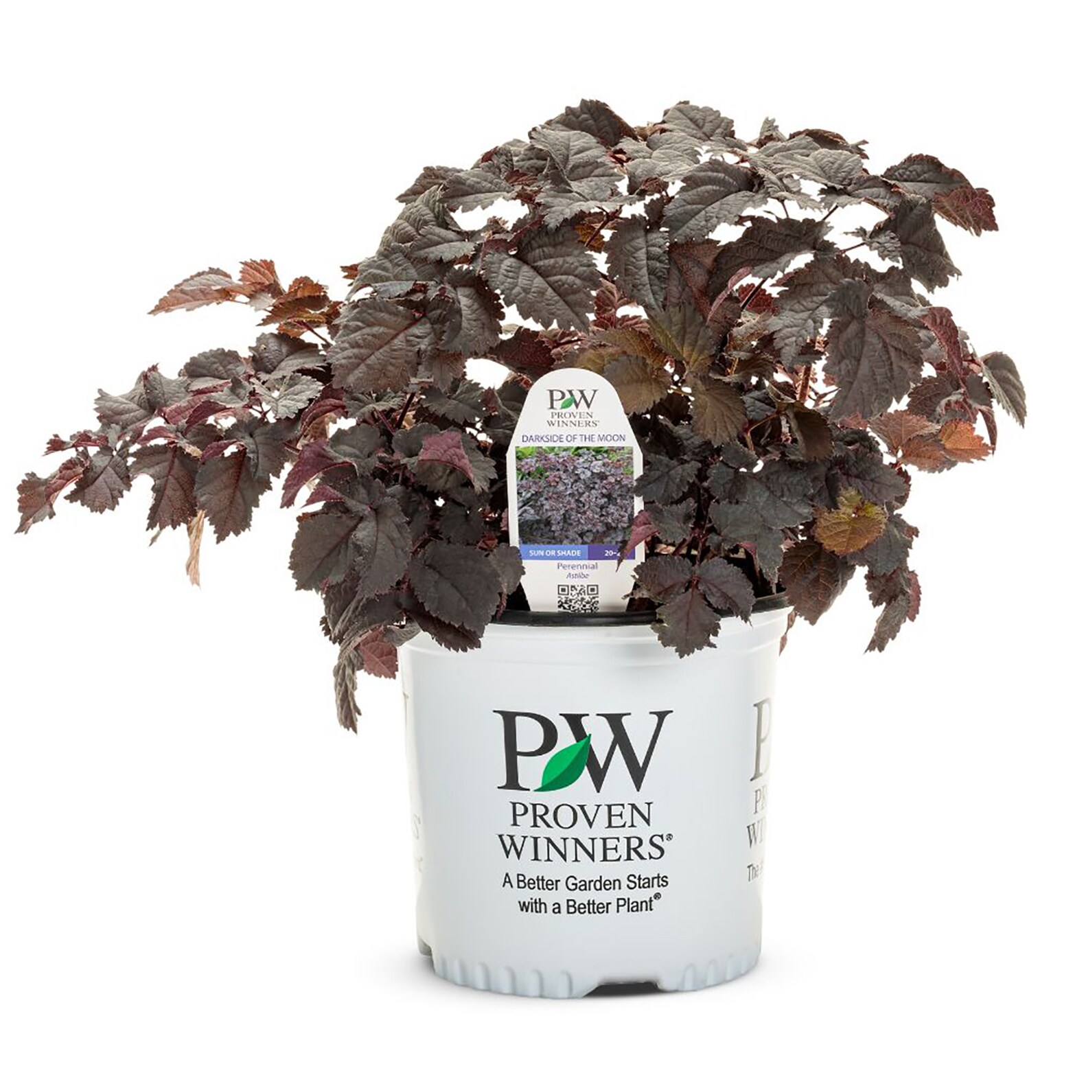 Proven Winners ASLPWP1006102 perennials - View #4