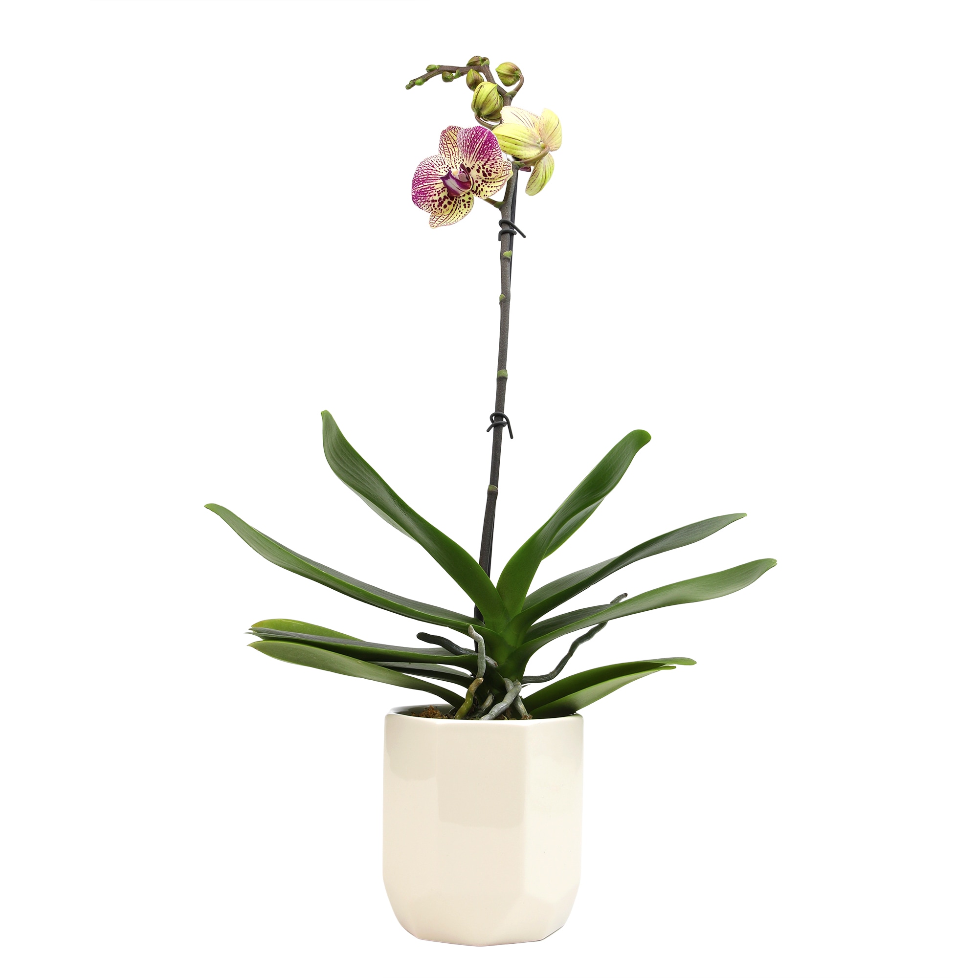 Altman Plants 0873010 Multicolor Multicolor Novelty Orchid House plant in 5 Inch(es) Pot 1.0 -Pack