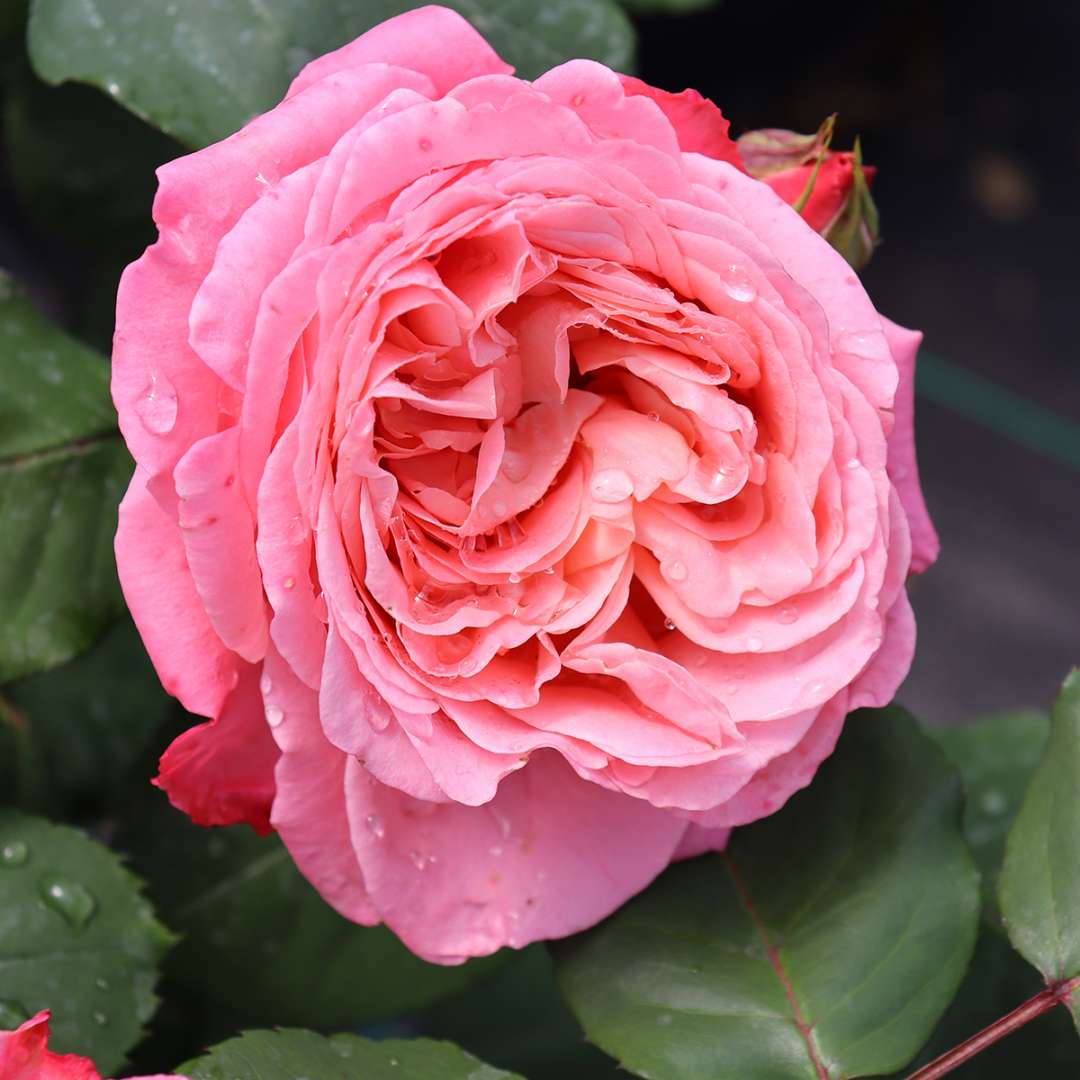 Proven Winners ROSPRC2207800 shrubs - View #5