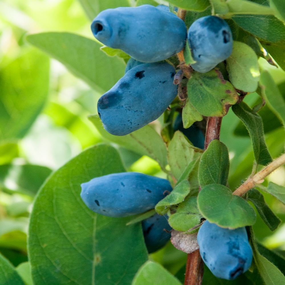 Gurney's Seed and Nursery 63337 1.0 -Pack Honeyberry Plant in Pot Spring