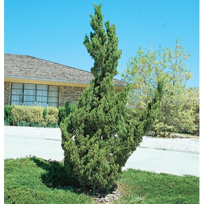 4 INCH POT Conifer HOLLYWOOD Juniper Evergreen 