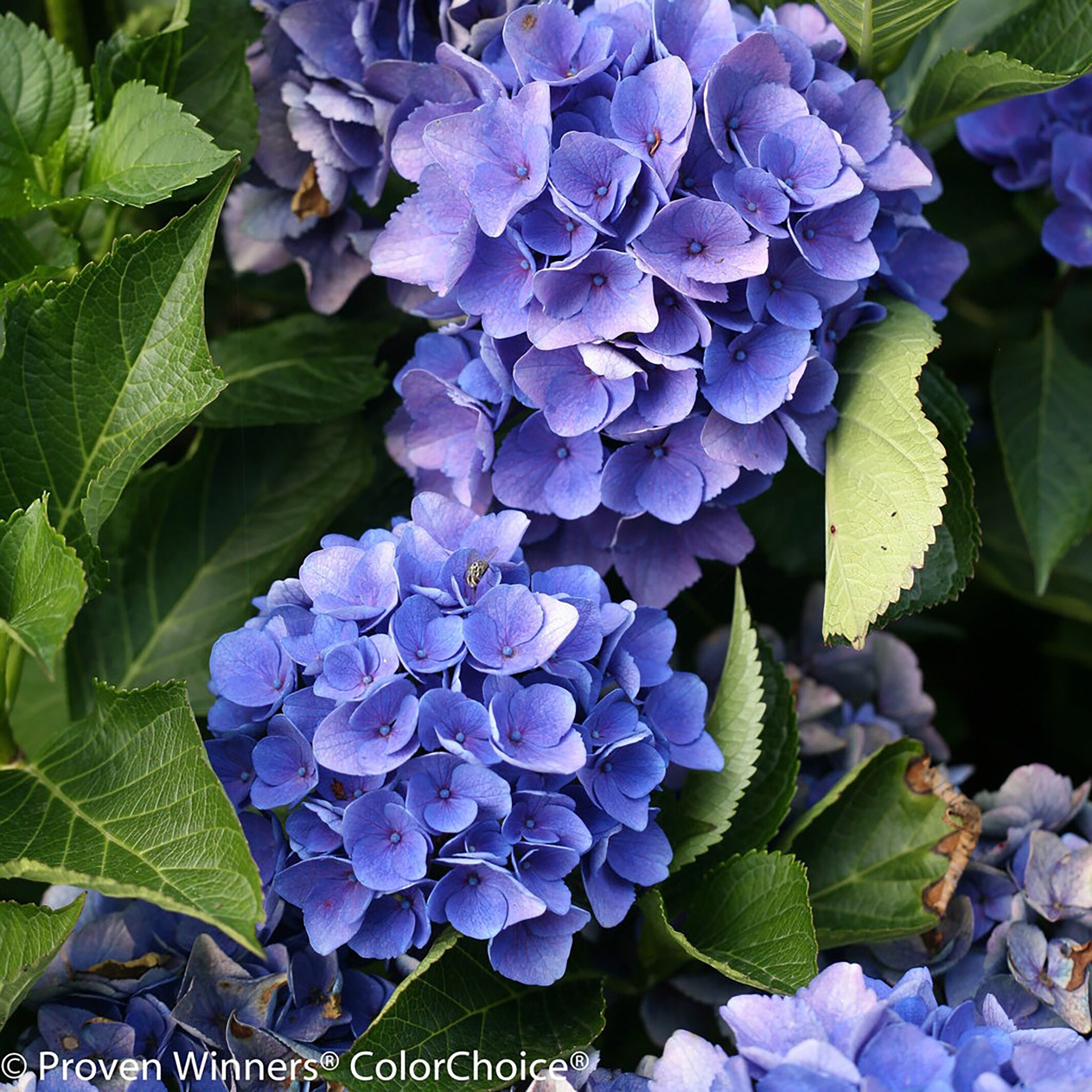 Proven Winners Multicolor Cityline Venice Bigleaf Hydrangea ...