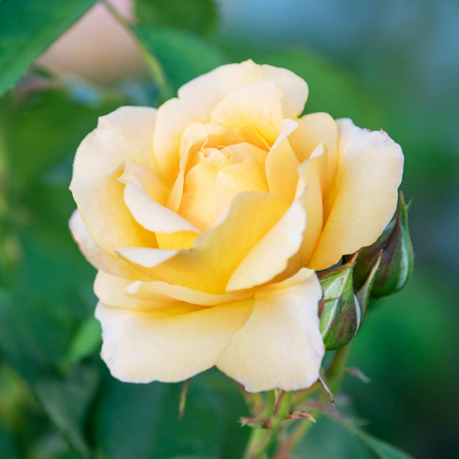 Spring Hill Nurseries 86290 roses - View #3