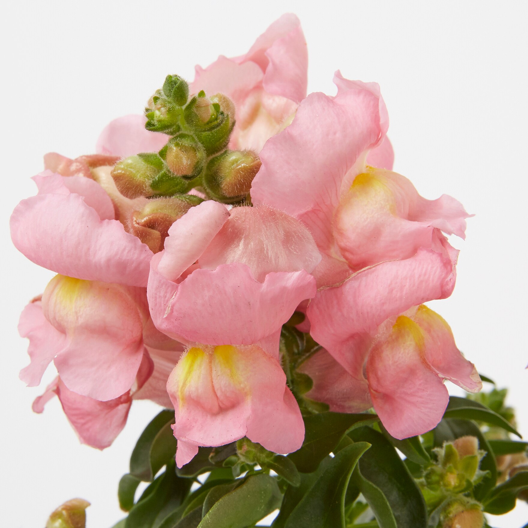Lowe's NURSERY annuals - View #6