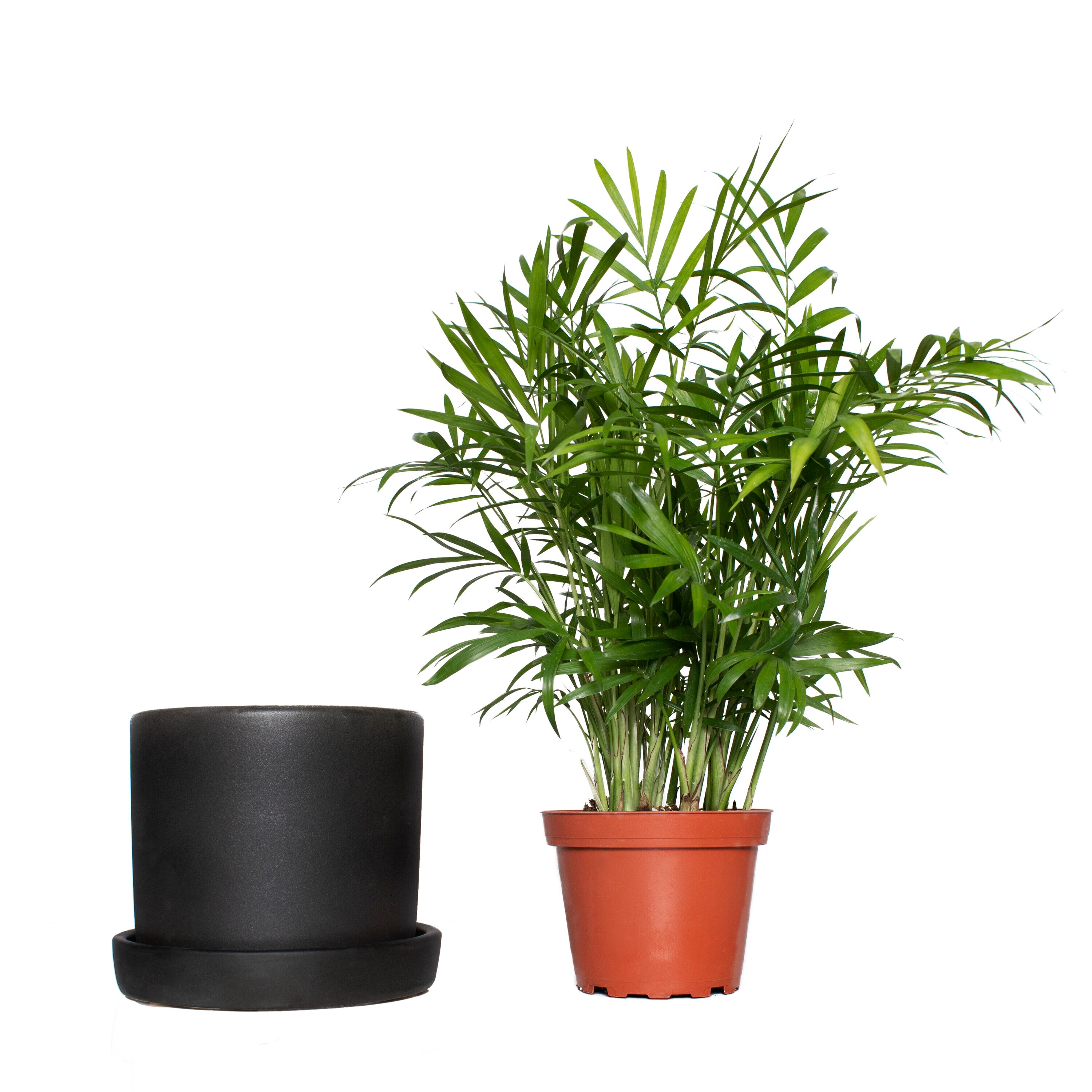 National Plant Network LW4692 hseplants - View #2