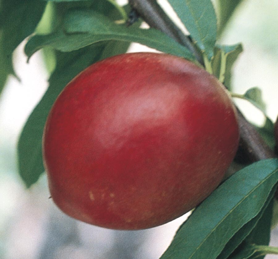  NURSERY Independence Nectarine Plant
