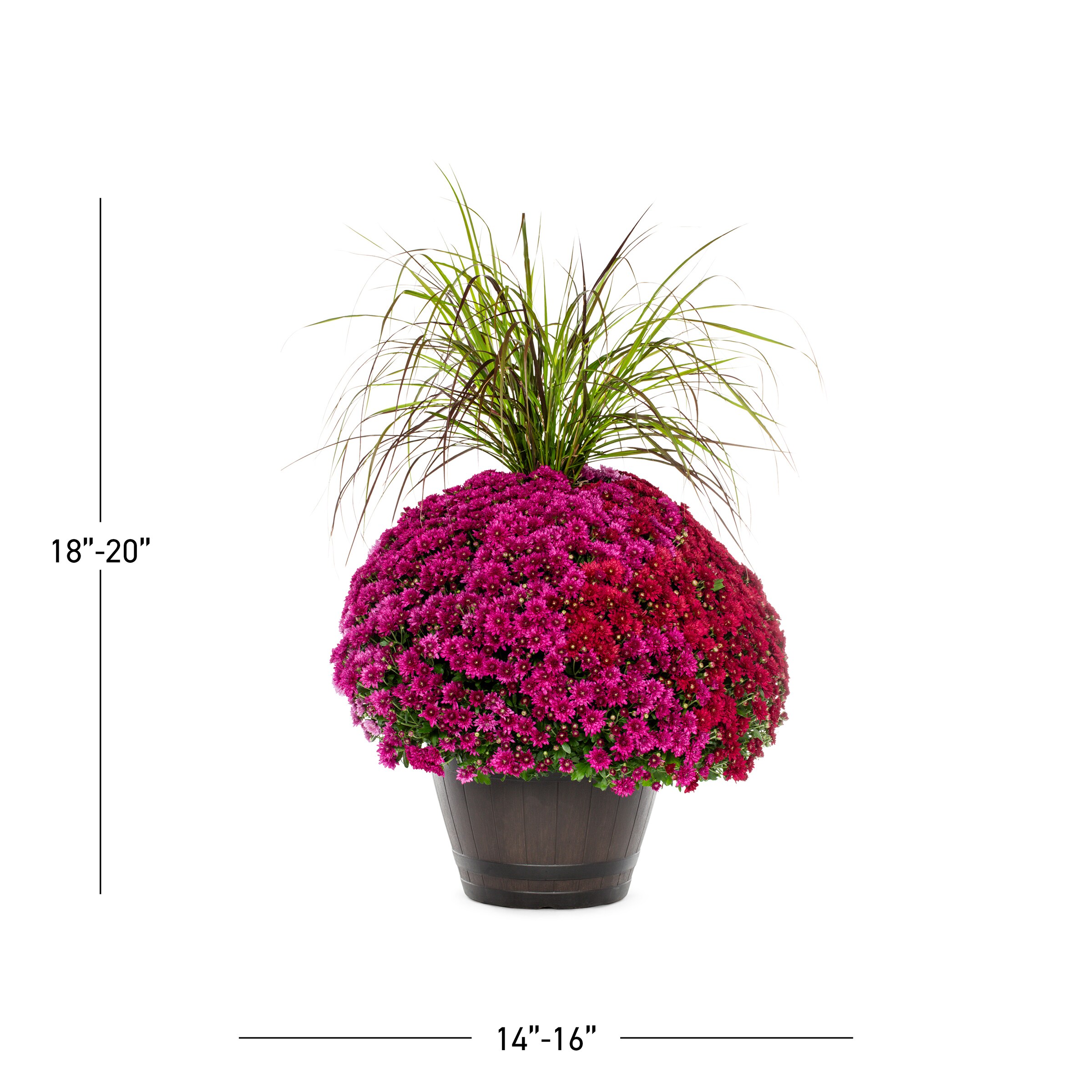 Lowe's NURSERY annuals - View #3