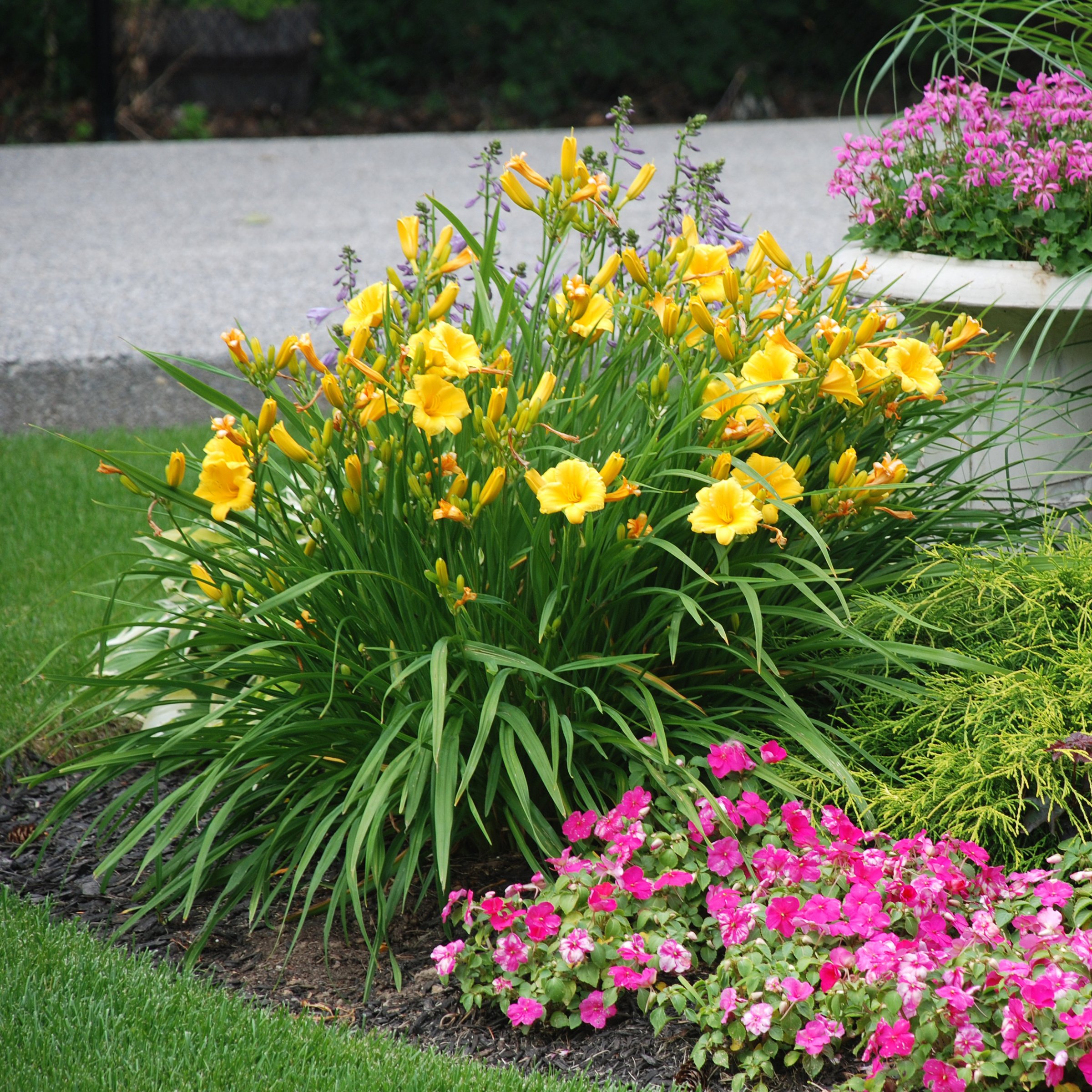 National Plant Network LW1986 perennials - View #4