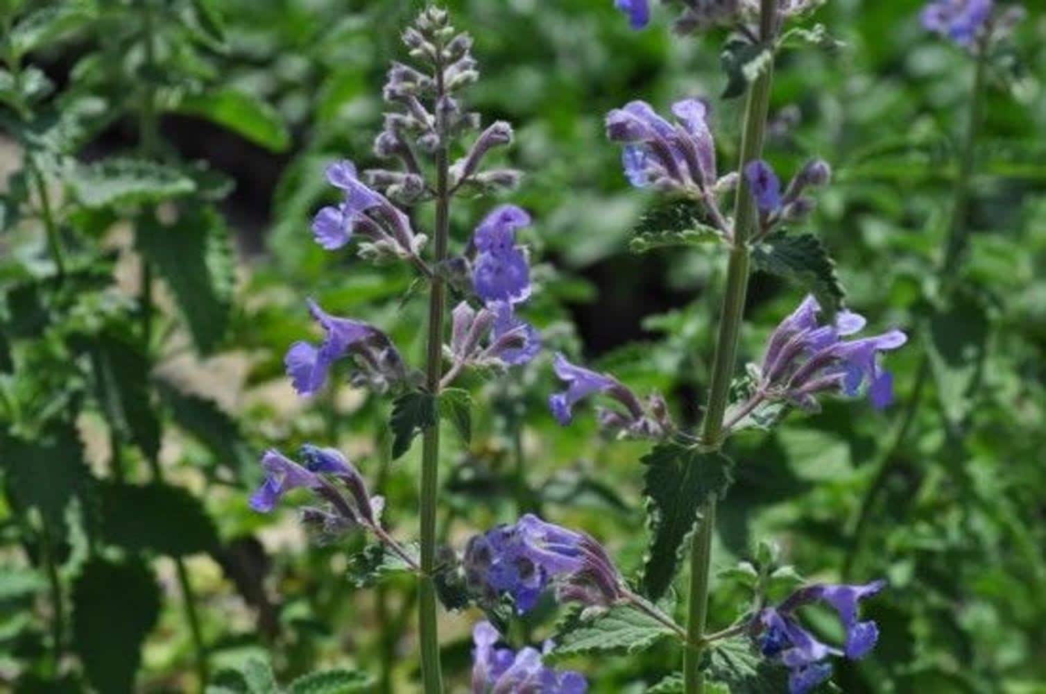 Hirt's Gardens - Walker's Low Catmint Perennial - Nepeta faassenii - Quart Pot - Live Plant