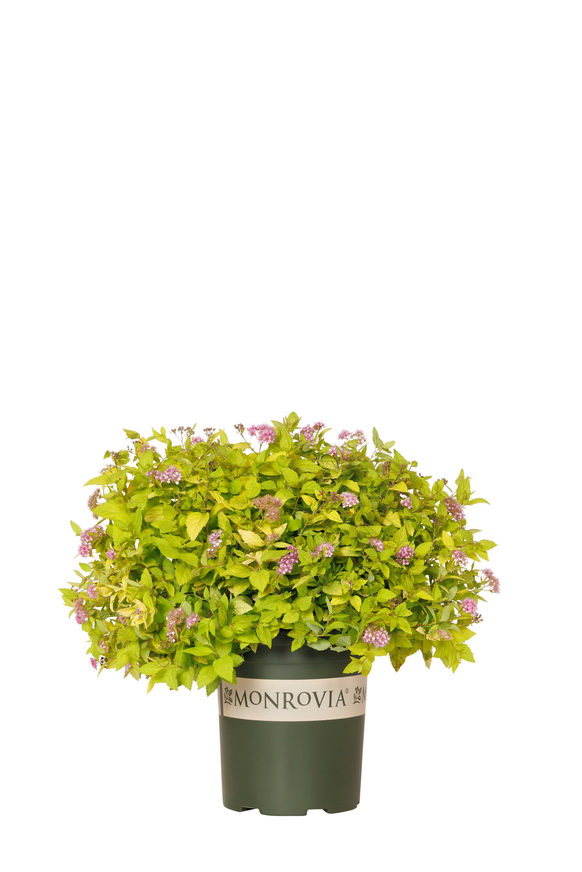 Flowering Limemound Spirea Shrubs At Lowes.com