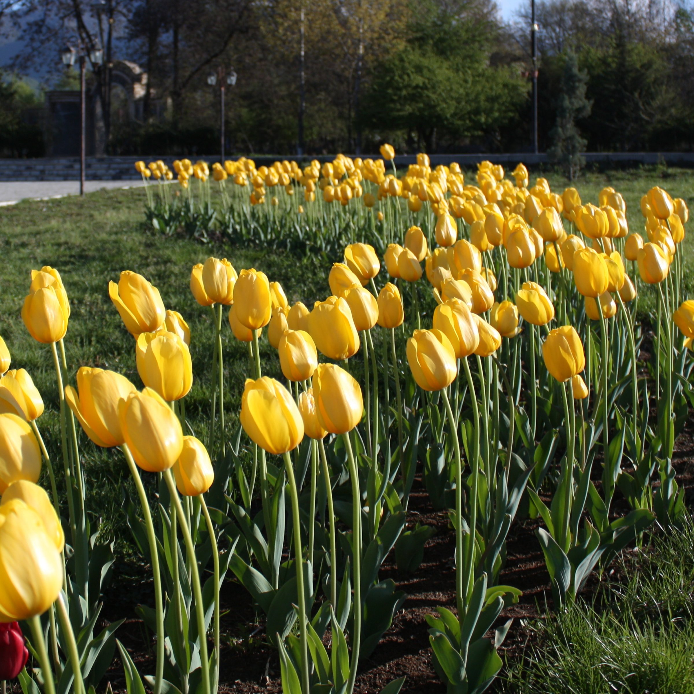 National Plant Network LW3149B Plant-Bulbs - View #3