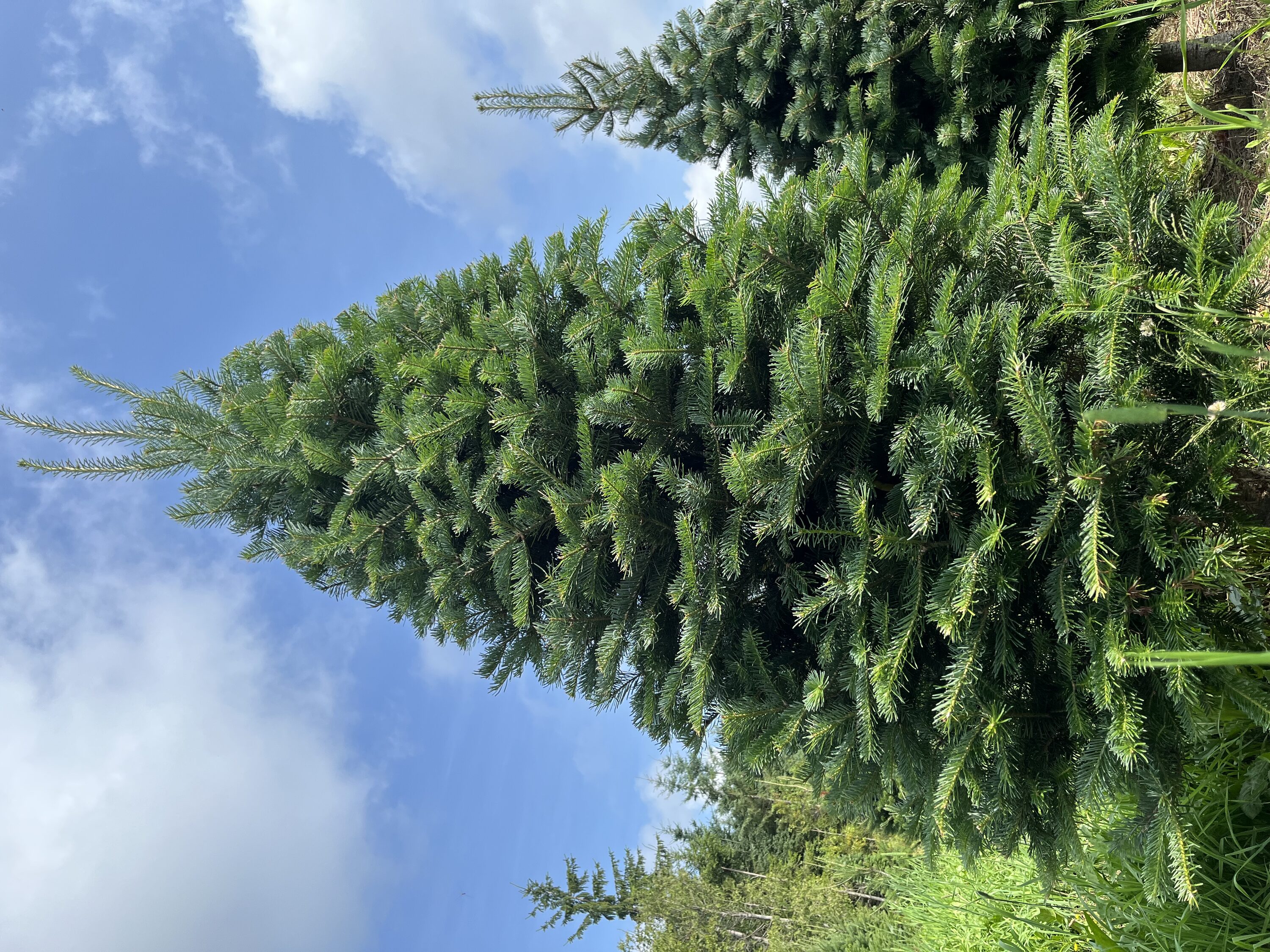 Holiday Living 8-ft x 4-ft Balsam Fir Full Real Christmas Tree in the ...