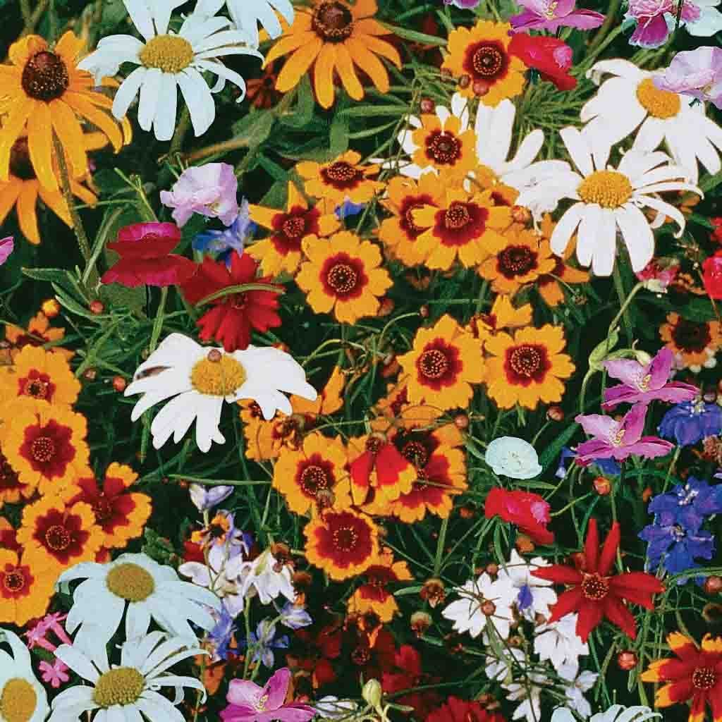 Ferry-Morse LC25.2186 seeds - View #3