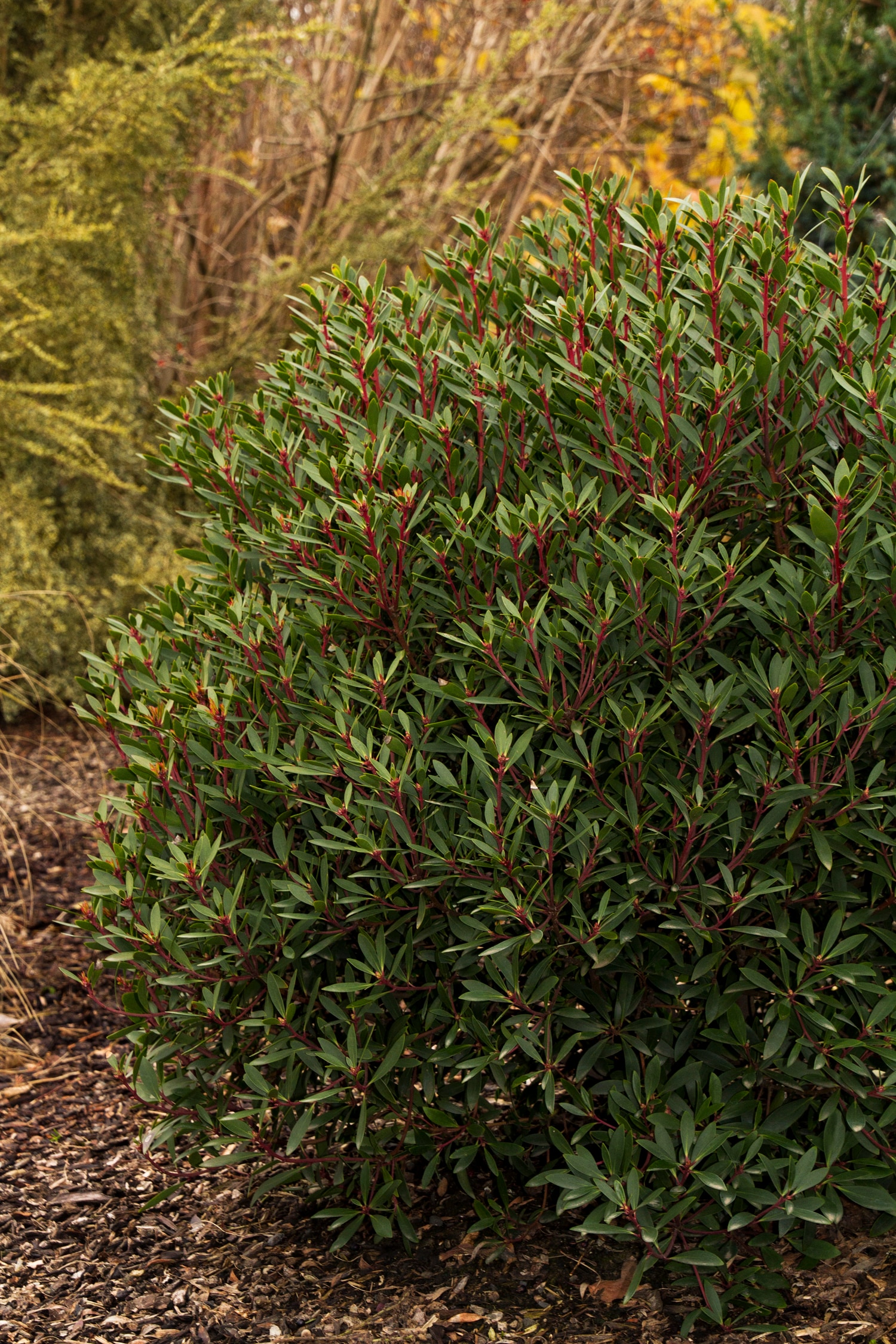Monrovia KT10705061000200000 shrubs - View #3