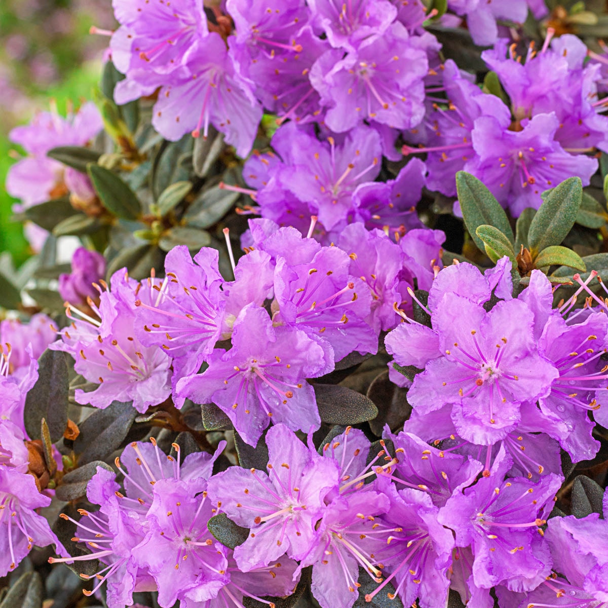 Spring Hill Nurseries Purple P.J. Mezitt Rhododendron Dormant Shrub ...