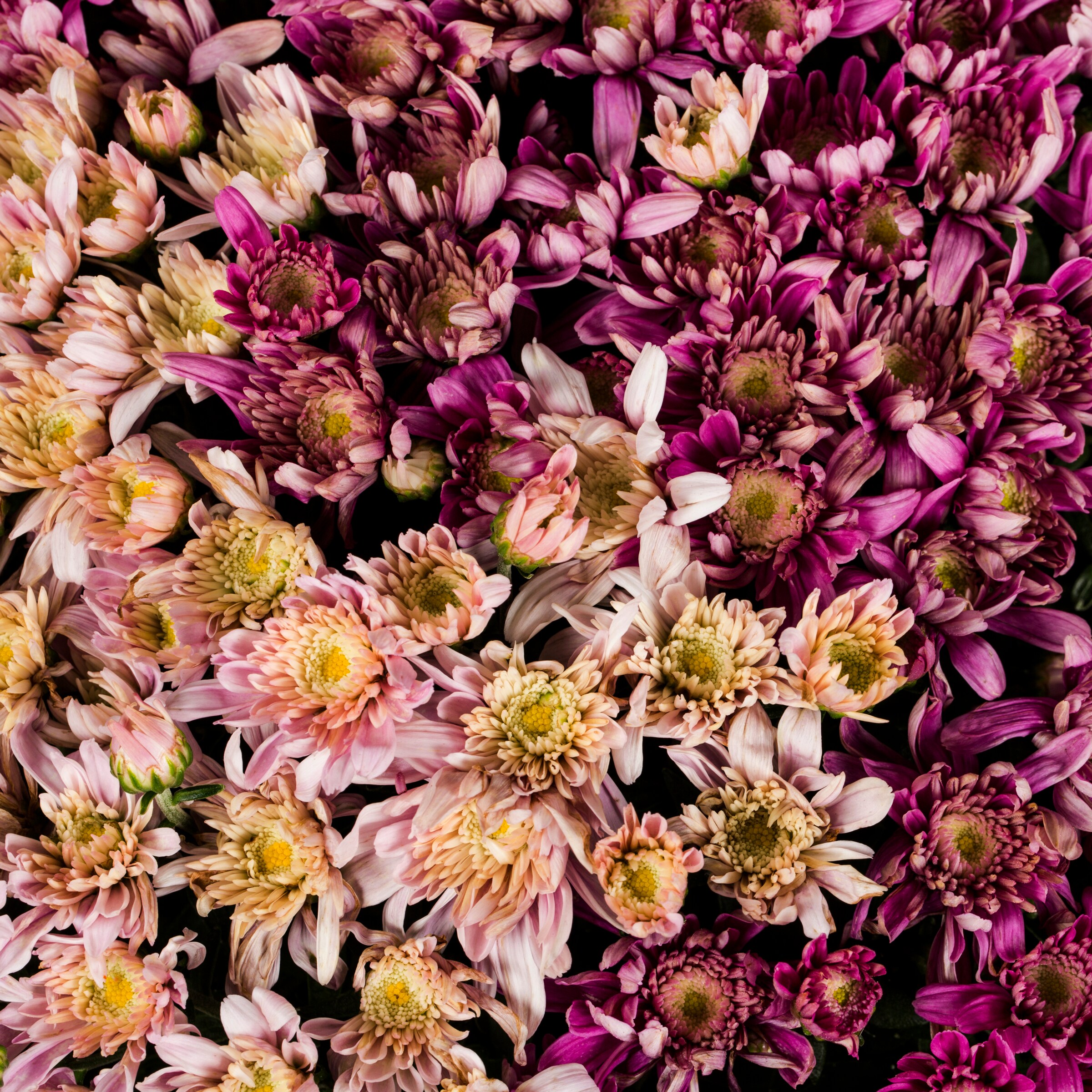 Lowe's NURSERY annuals - View #2