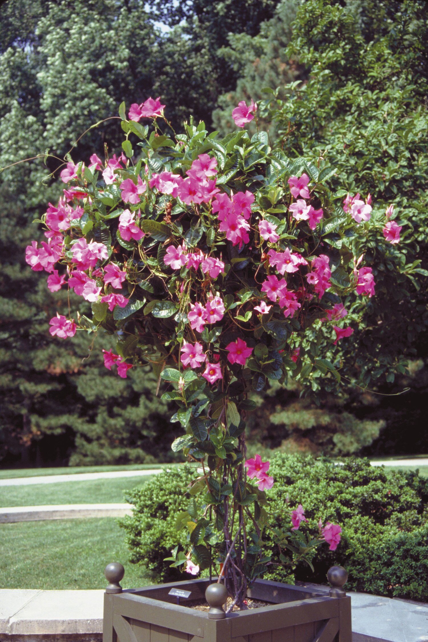 Lowe's Mandevilla in 1-Quart Pot in the Tropical Plants department at