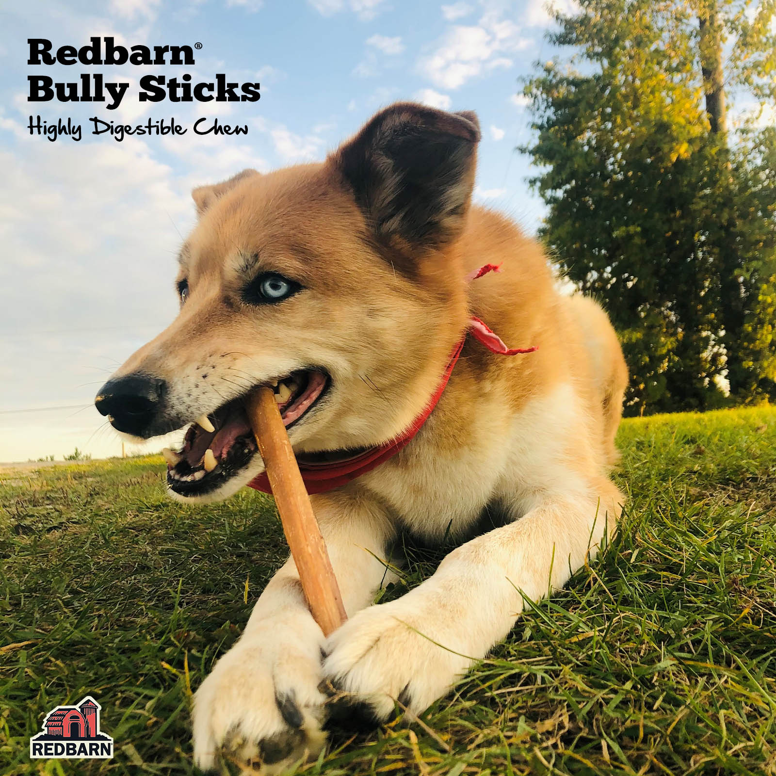 REDBARN 229008 Dog-Treats - View #5