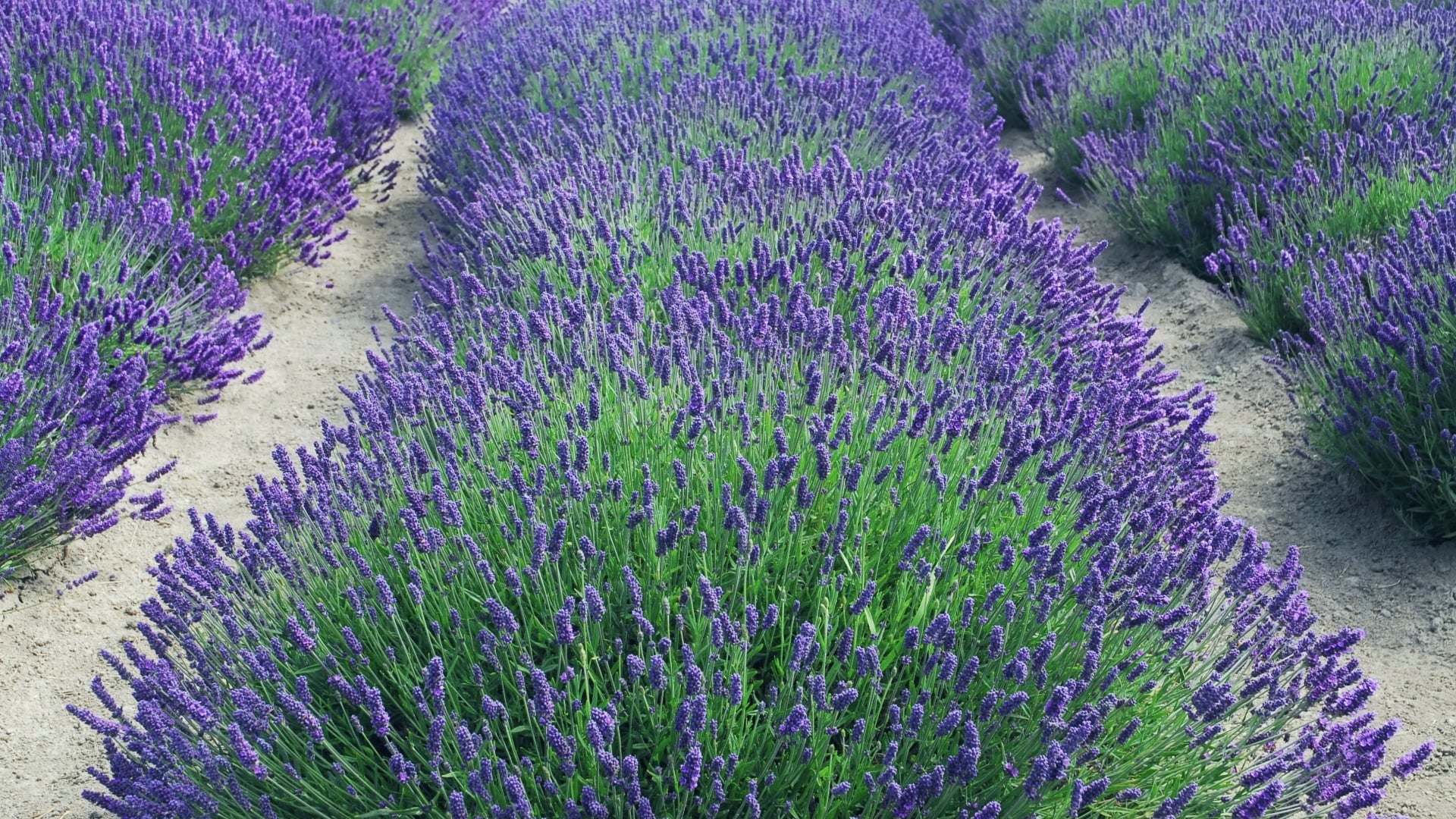 National Plant Network LW1575 perennials - View #4