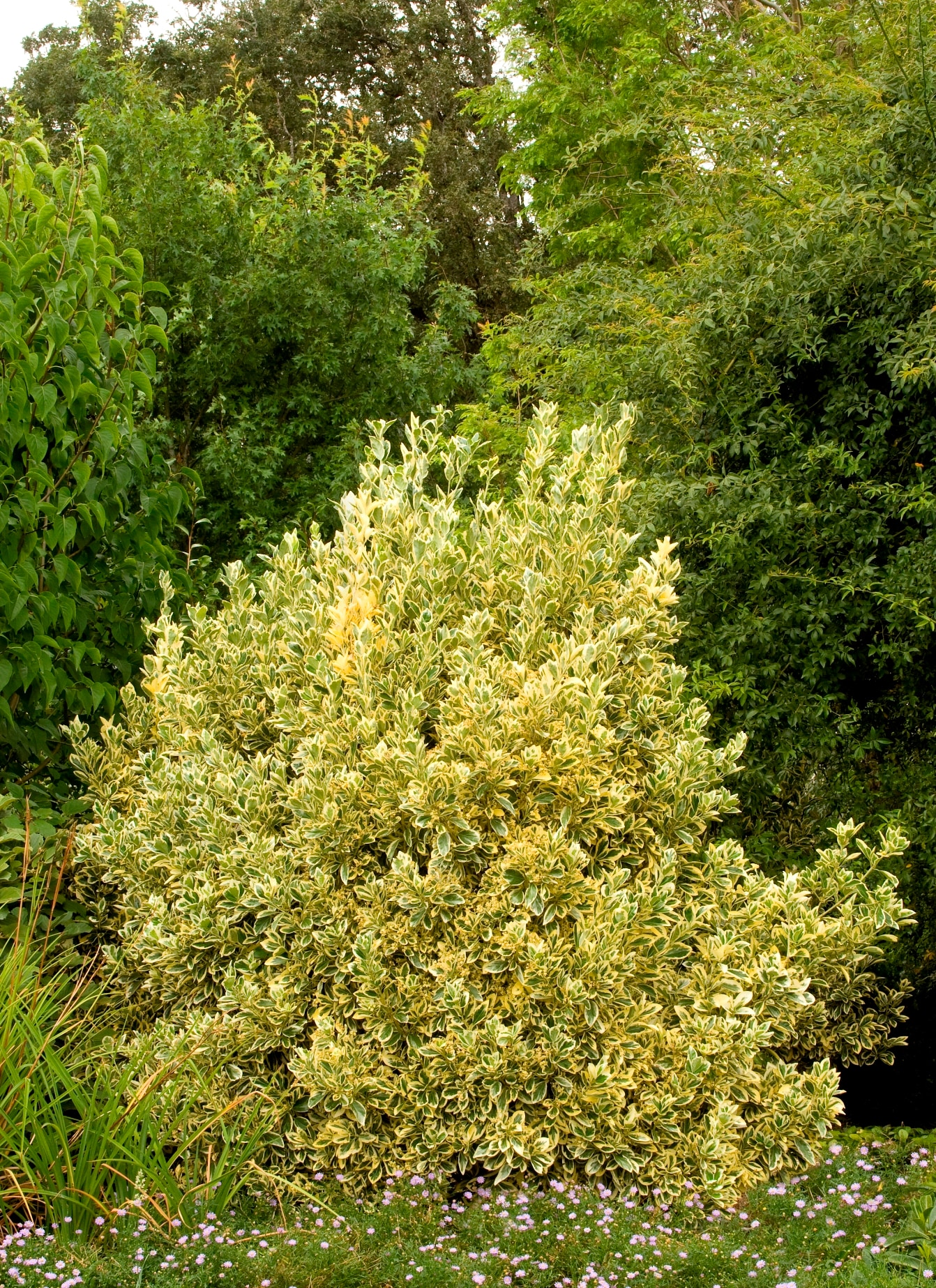 Monrovia 035201 shrubs - View #3