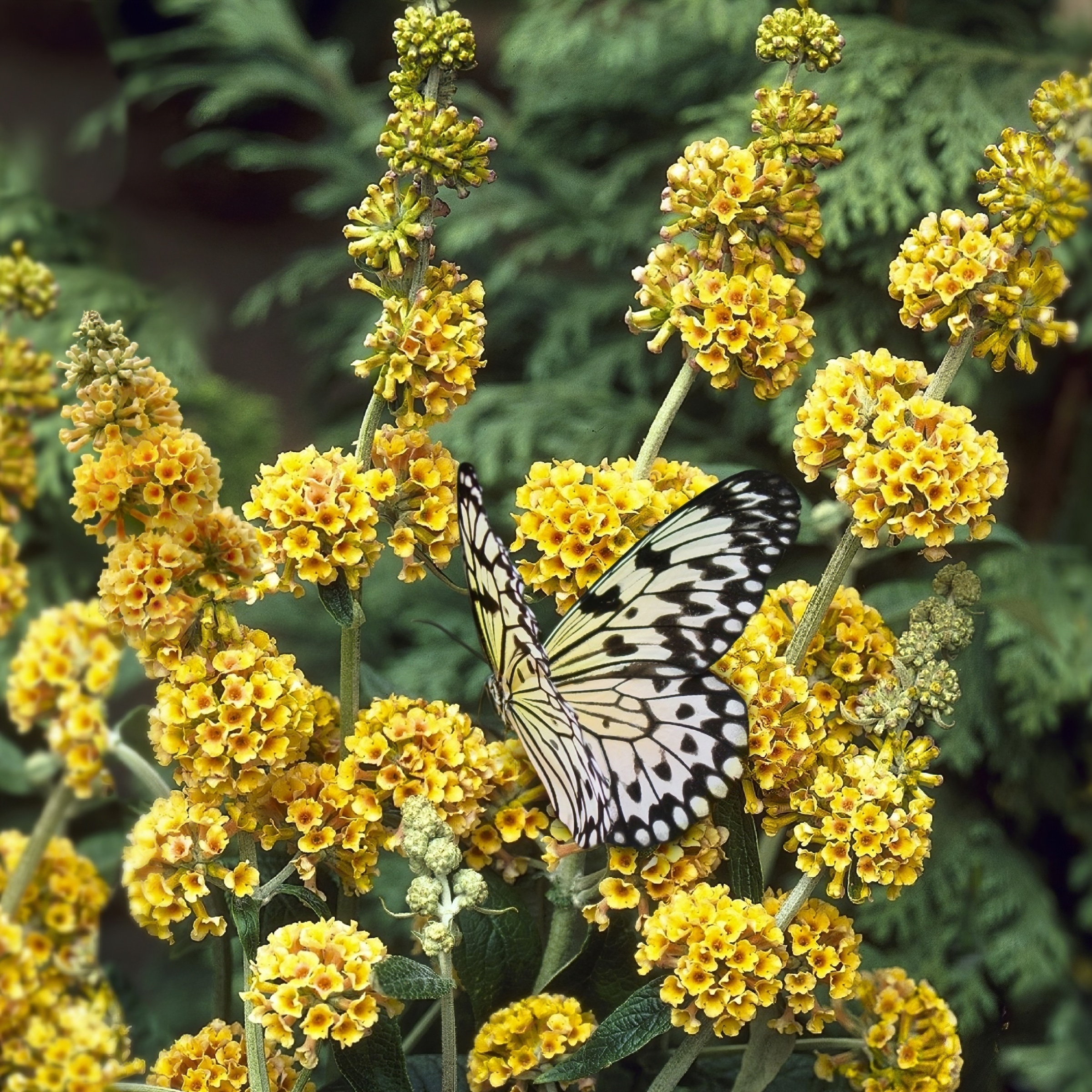 National Plant Network Multicolor Butterfly Bush Flowering Shrub in 4 ...