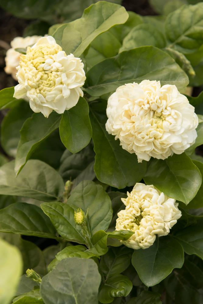 Monrovia 080742 Summer soul jasmine Flowering Shrub in 1.73 -Gallon Pot 1 -Pack with White Blooms