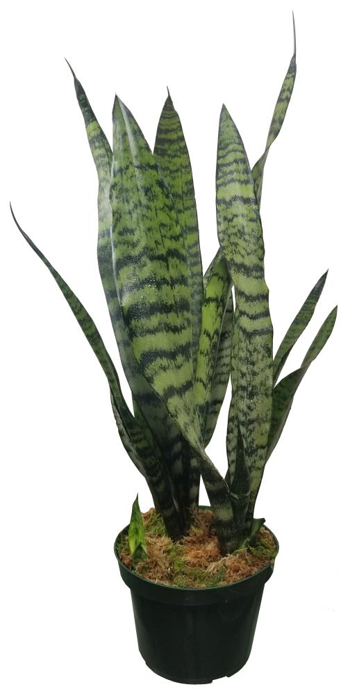  SANBLK006 Snake -Black Coral House plant in 1 Inch(es) Pot 1 -Pack